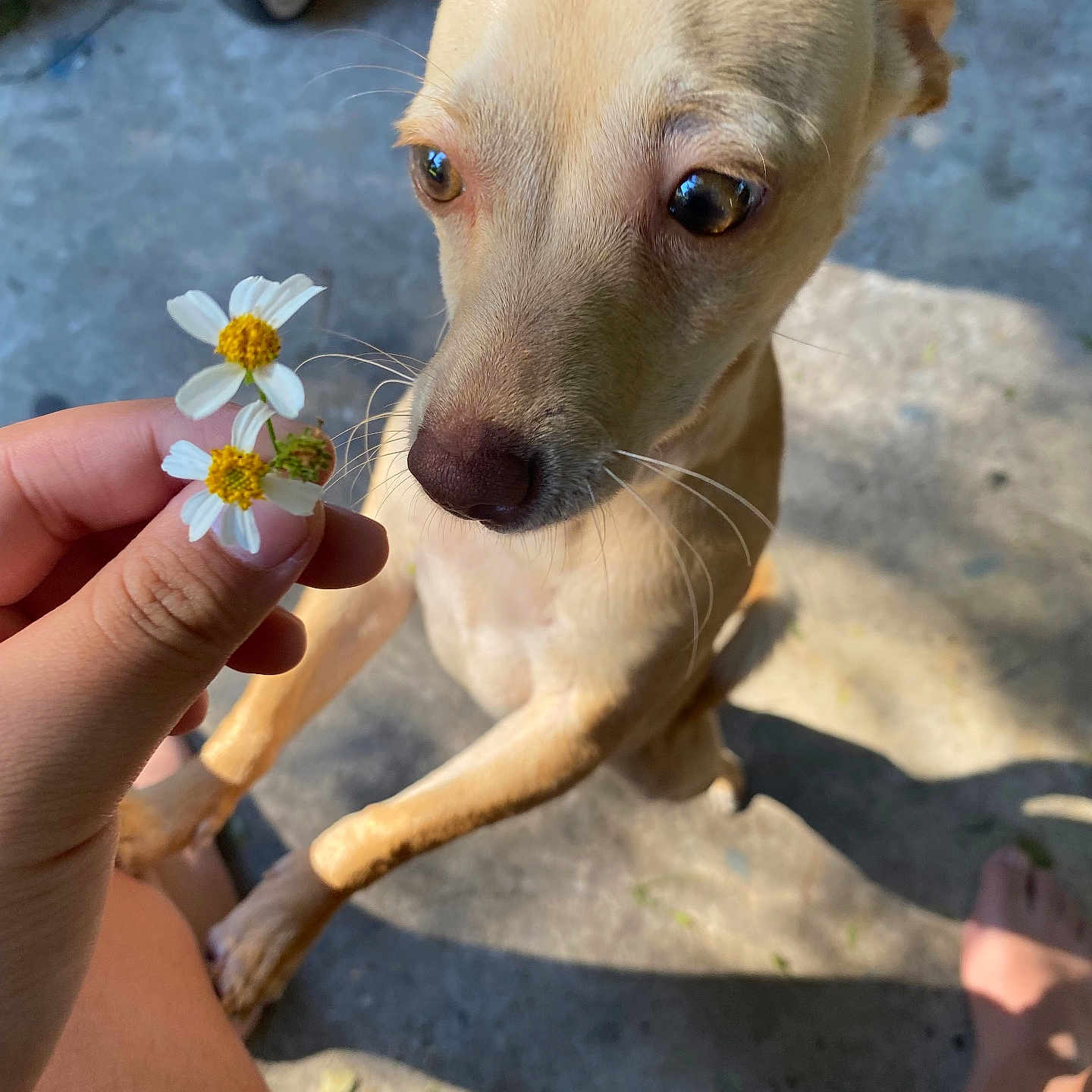Chloe is registered to the contest to win money with this photo: animal, background_blur, close_up, concrete, curious, daisy, daylight, dog, flower, foot, hand, human, nature, outdoor, paw, pet, shadow, small_dog, summer, sunlight