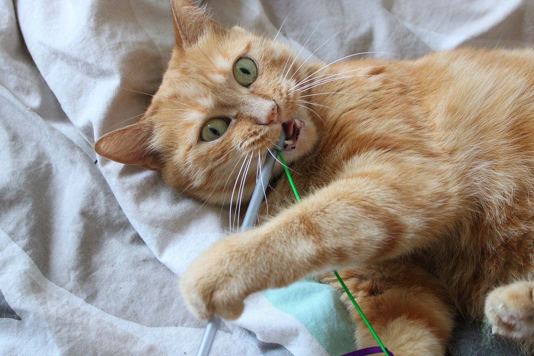 Leia participe au concours pour gagner de l'argent avec cette photo : carnivore, cat, cat_supply, claw, comfort, domestic_short_haired_cat, ear, fawn, felidae, fur, gesture, paw, small_to_medium_sized_cats, snout, tail, whiskers, wildlife