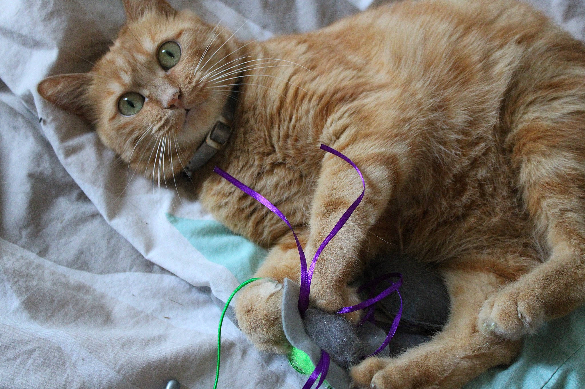 Leia a rejoint le concours — aidez-le/la à gagner de superbes lots ! carnivore, cat, claw, collar, comfort, domestic_short_haired_cat, fawn, felidae, fur, leash, linens, paw, plant, small_to_medium_sized_cats, snout, tail, terrestrial_animal, whiskers, wildlife, wrinkle