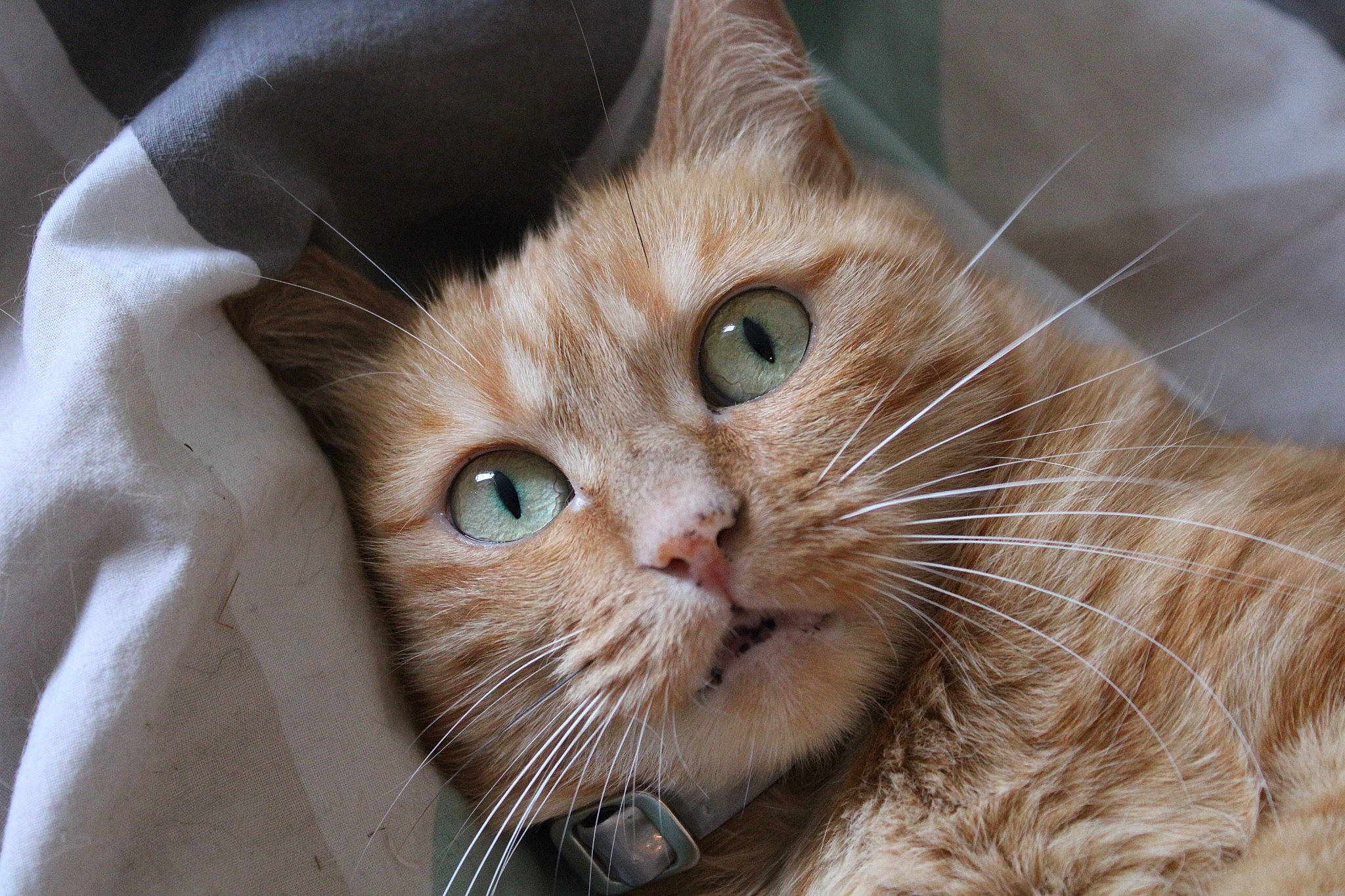 Leia a rejoint le concours — aidez-le/la à gagner de superbes lots ! carnivore, cat, domestic_short_haired_cat, ear, fawn, felidae, fur, paw, pet_supply, plant, small_to_medium_sized_cats, snout, terrestrial_animal, whiskers