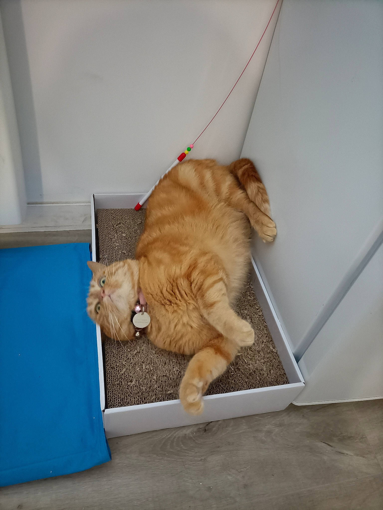 Leia participe au concours pour gagner de l'argent avec cette photo : canidae, carnivore, cat, comfort, companion_dog, dog_breed, domestic_short_haired_cat, fawn, felidae, flooring, fur, hardwood, rectangle, small_to_medium_sized_cats, table, tail, terrestrial_animal, whiskers, wood, wood_stain