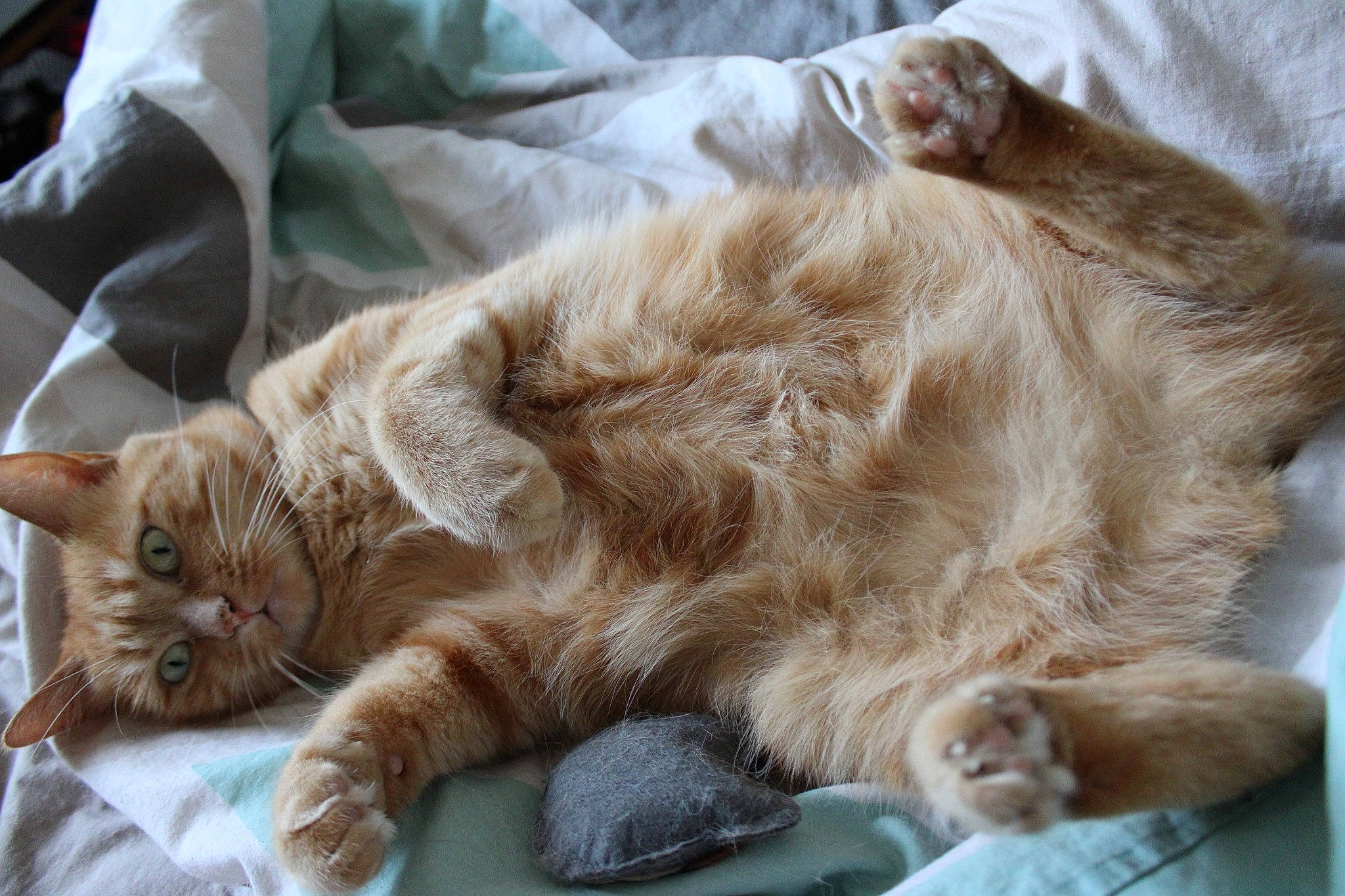 Leia participe au concours pour gagner de l'argent avec cette photo : carnivore, cat, claw, comfort, domestic_short_haired_cat, fawn, felidae, fur, liver, nap, paw, sleep, small_to_medium_sized_cats, snout, tail, terrestrial_animal, whiskers