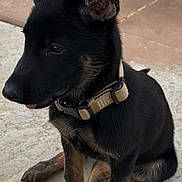 Lobo joined the competition — help win amazing prizes! animal, black_fur, canine, collar, concrete, cute, dog, domestic_animal, ears, fur_texture, german_shepherd, outdoor, paw, pet, puppy, side_view, sitting, tan_fur, tongue, young