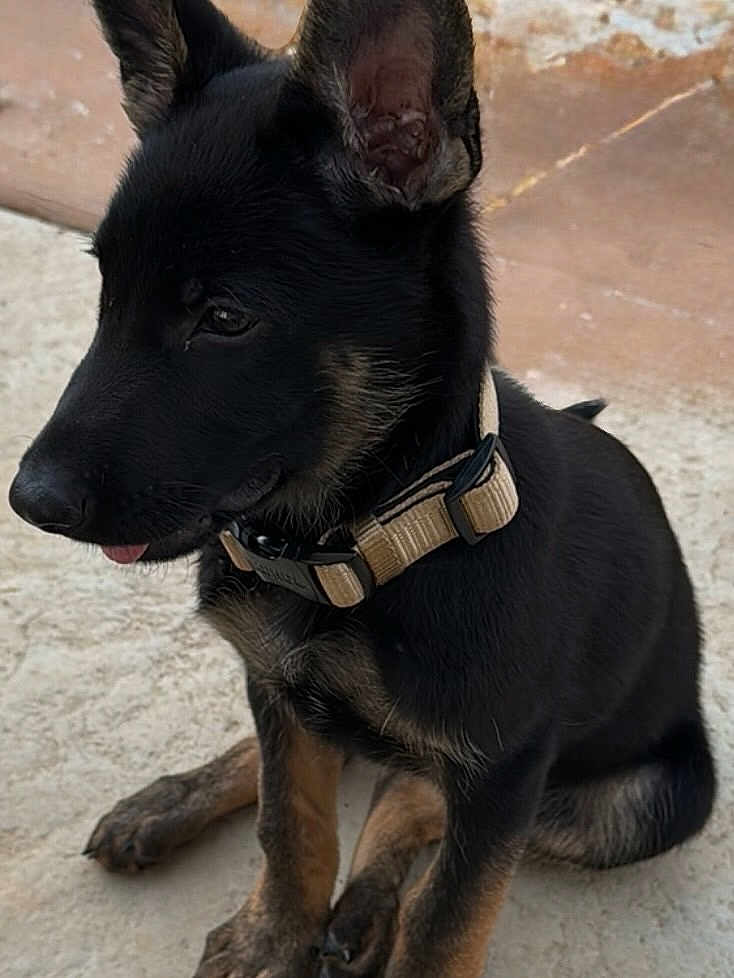 Lobo