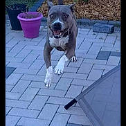 Gucci participe au concours pour gagner de l'argent avec cette photo : dog, canine, jumping, midair, running, gray_fur, white_chest, white_paws, open_mouth, happy, outdoor, patio, paving_stones, garden, flower_pots, landscaping, furniture, action_photo, pet, smartphone_photo