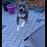 dog, canine, jumping, midair, running, gray_fur, white_chest, white_paws, open_mouth, happy, outdoor, patio, paving_stones, garden, flower_pots, landscaping, furniture, action_photo, pet, smartphone_photo