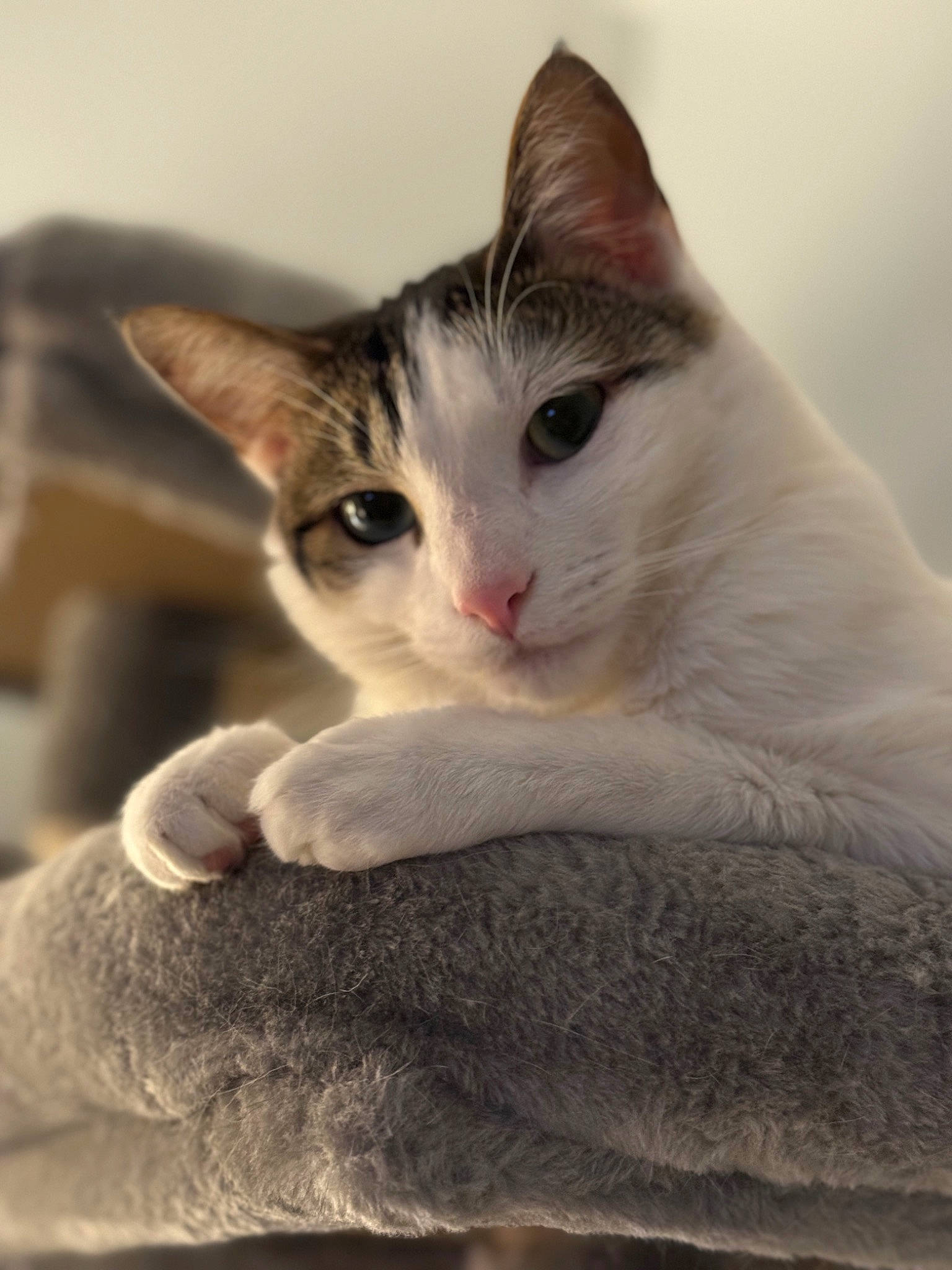 Murray joined the competition — help win amazing prizes! carnivore, cat, comfort, domestic_short_haired_cat, ear, eye, eyelash, fawn, felidae, fur, paw, photo_caption, small_to_medium_sized_cats, snout, tail, whiskers, window