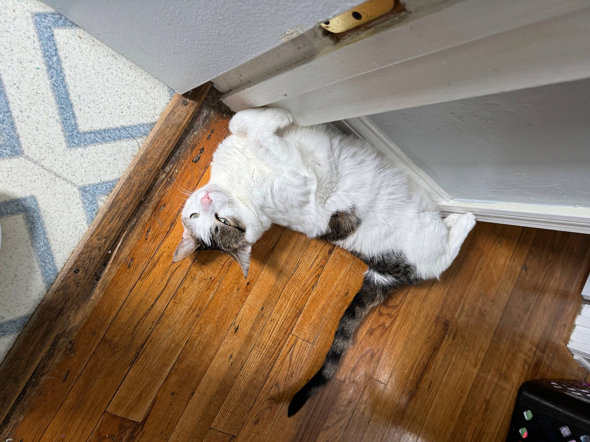 Murray joined the competition — help win amazing prizes! carnivore, comfort, companion_dog, dog, dog_breed, felidae, floor, flooring, fur, hardwood, laminate_flooring, plywood, room, small_to_medium_sized_cats, tail, varnish, whiskers, wood, wood_flooring, wood_stain