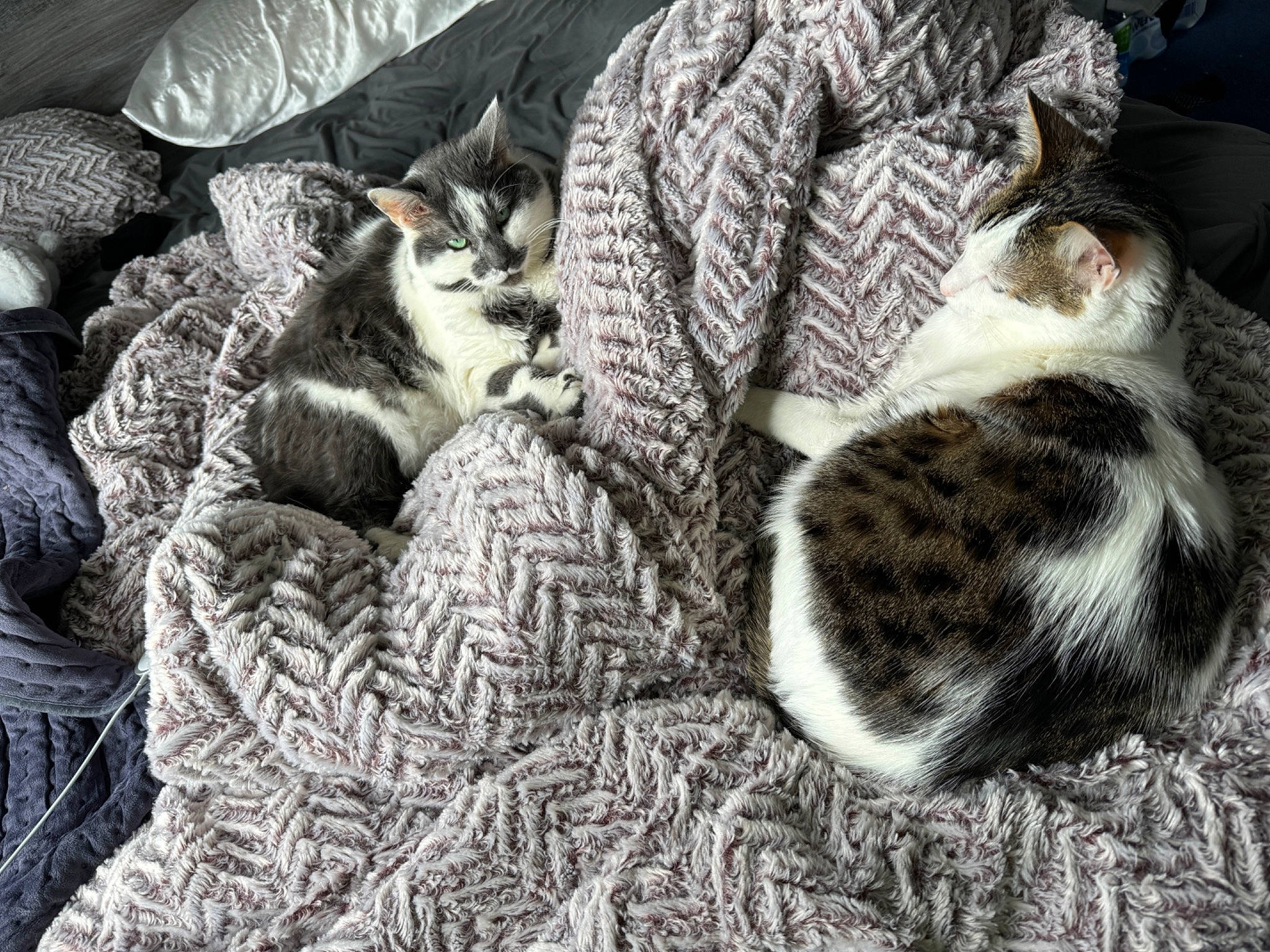 Murray joined the competition — help win amazing prizes! carnivore, cat, cat_bed, cat_supply, claw, comfort, domestic_short_haired_cat, felidae, fur, grass, grey, linens, monochrome_photography, nap, pattern, paw, small_to_medium_sized_cats, tail, tree, whiskers