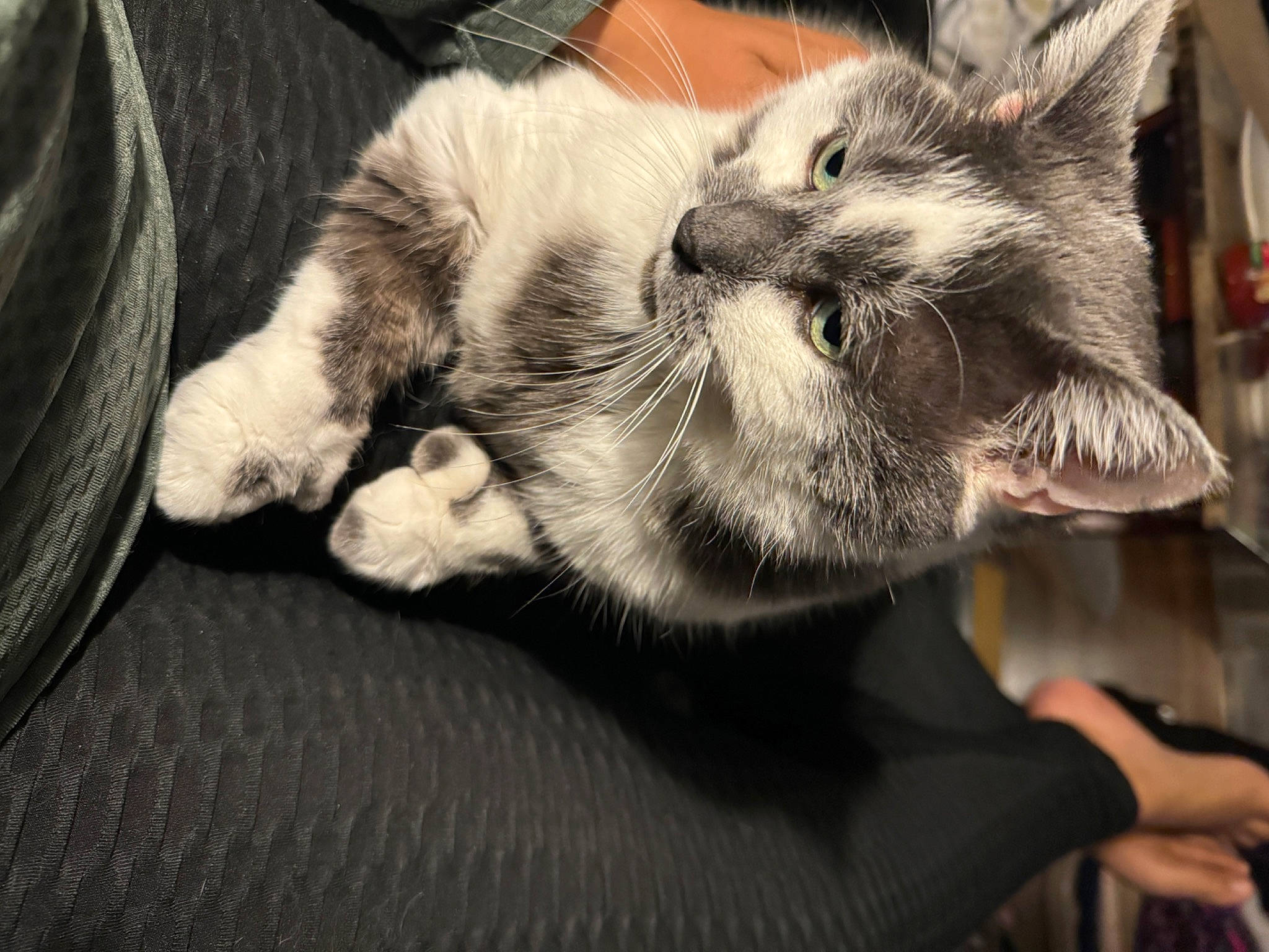 Ziggy is registered to the contest to win money with this photo: carnivore, cat, claw, comfort, domestic_short_haired_cat, ear, felidae, foot, fur, gesture, human_leg, lap, nap, paw, sleep, small_to_medium_sized_cats, snout, tail, whiskers, window