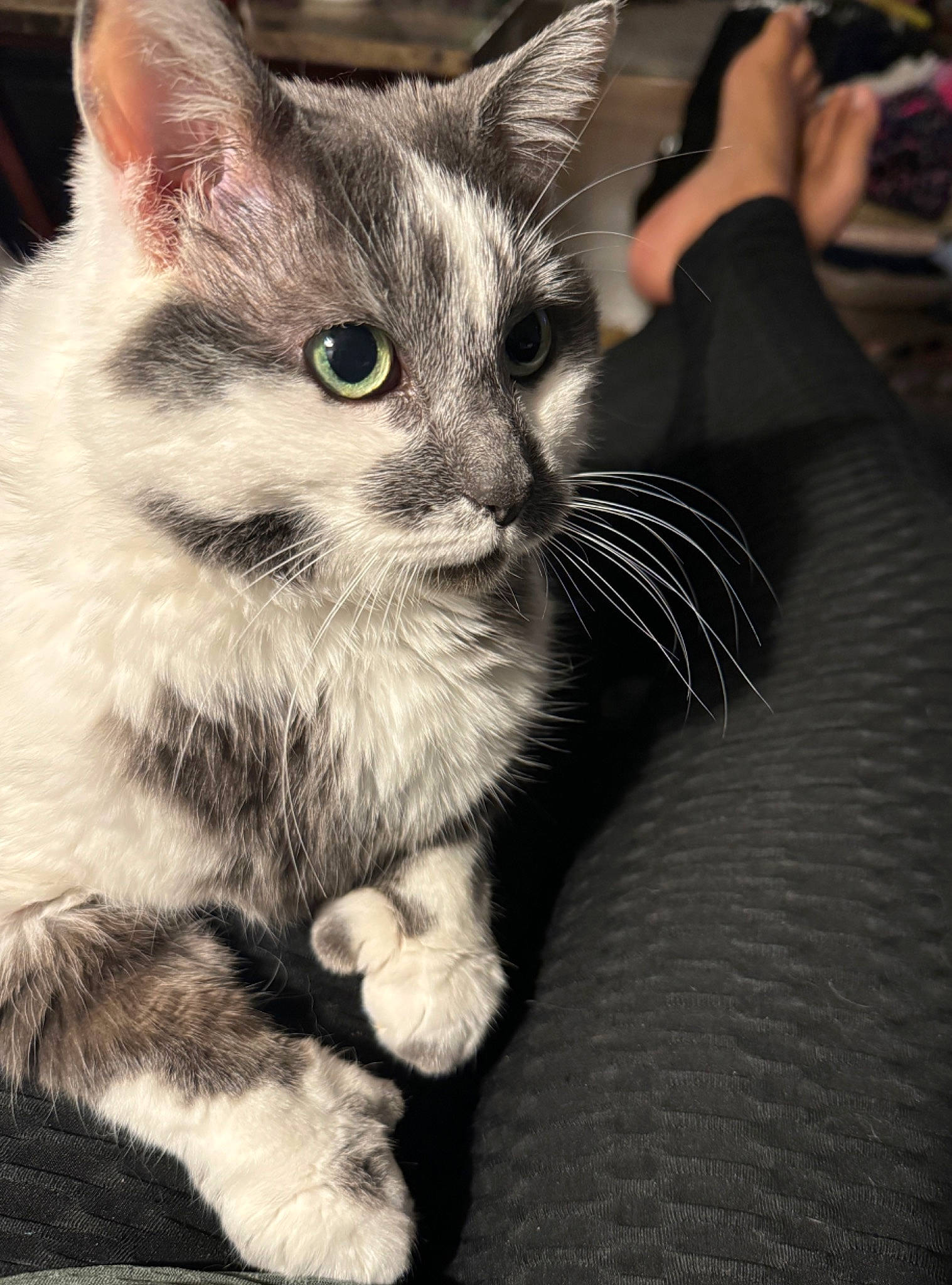 Ziggy joined the competition — help win amazing prizes! box, carnivore, cat, claw, comfort, domestic_short_haired_cat, eye, felidae, foot, fur, iris, monochrome, monochrome_photography, paw, photo_caption, sitting, small_to_medium_sized_cats, snout, tail, whiskers