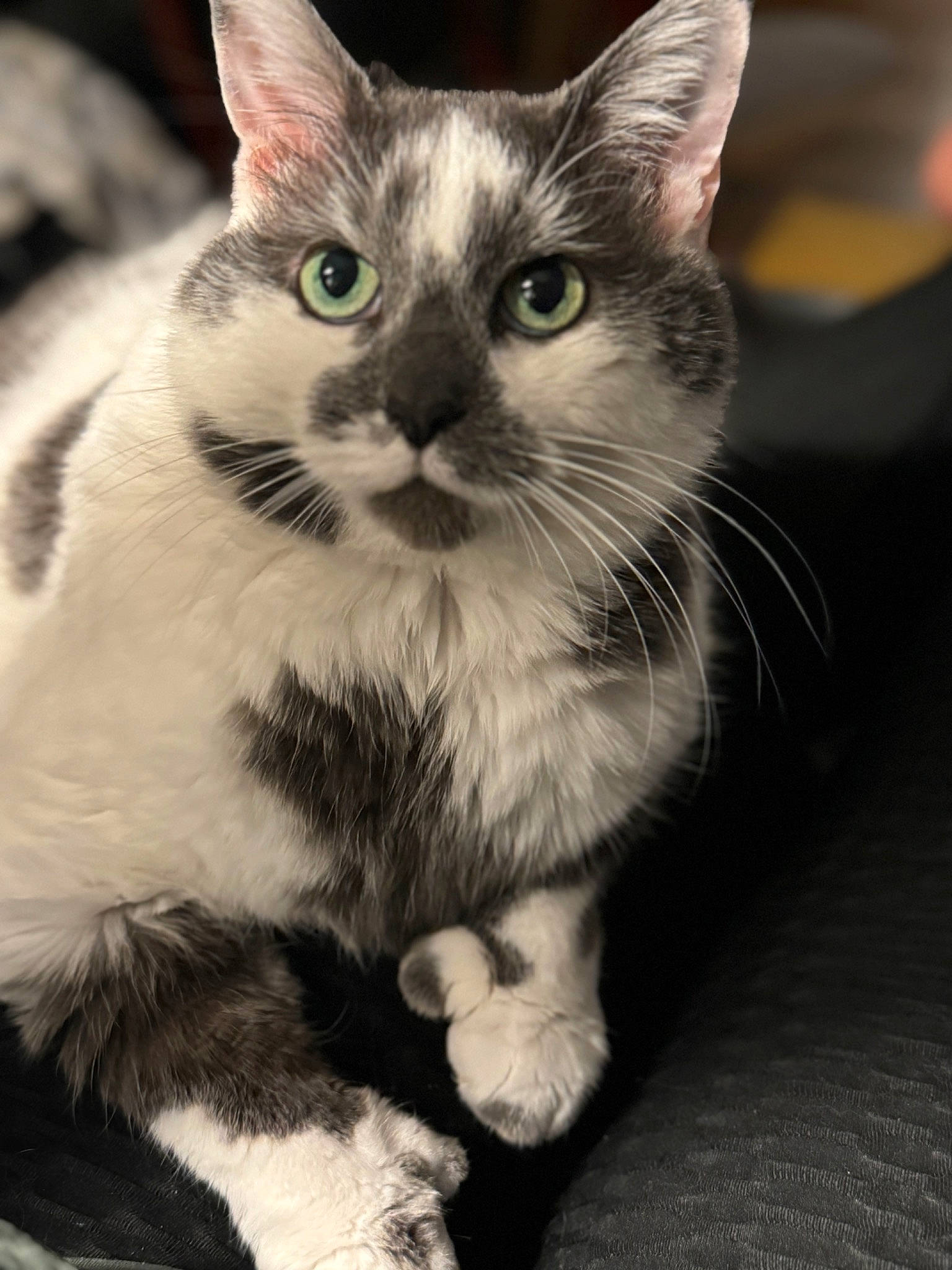 Ziggy is registered to the contest to win money with this photo: carnivore, cat, claw, domestic_short_haired_cat, felidae, foot, fur, monochrome, monochrome_photography, paw, photo_caption, sitting, small_to_medium_sized_cats, snout, tail, whiskers