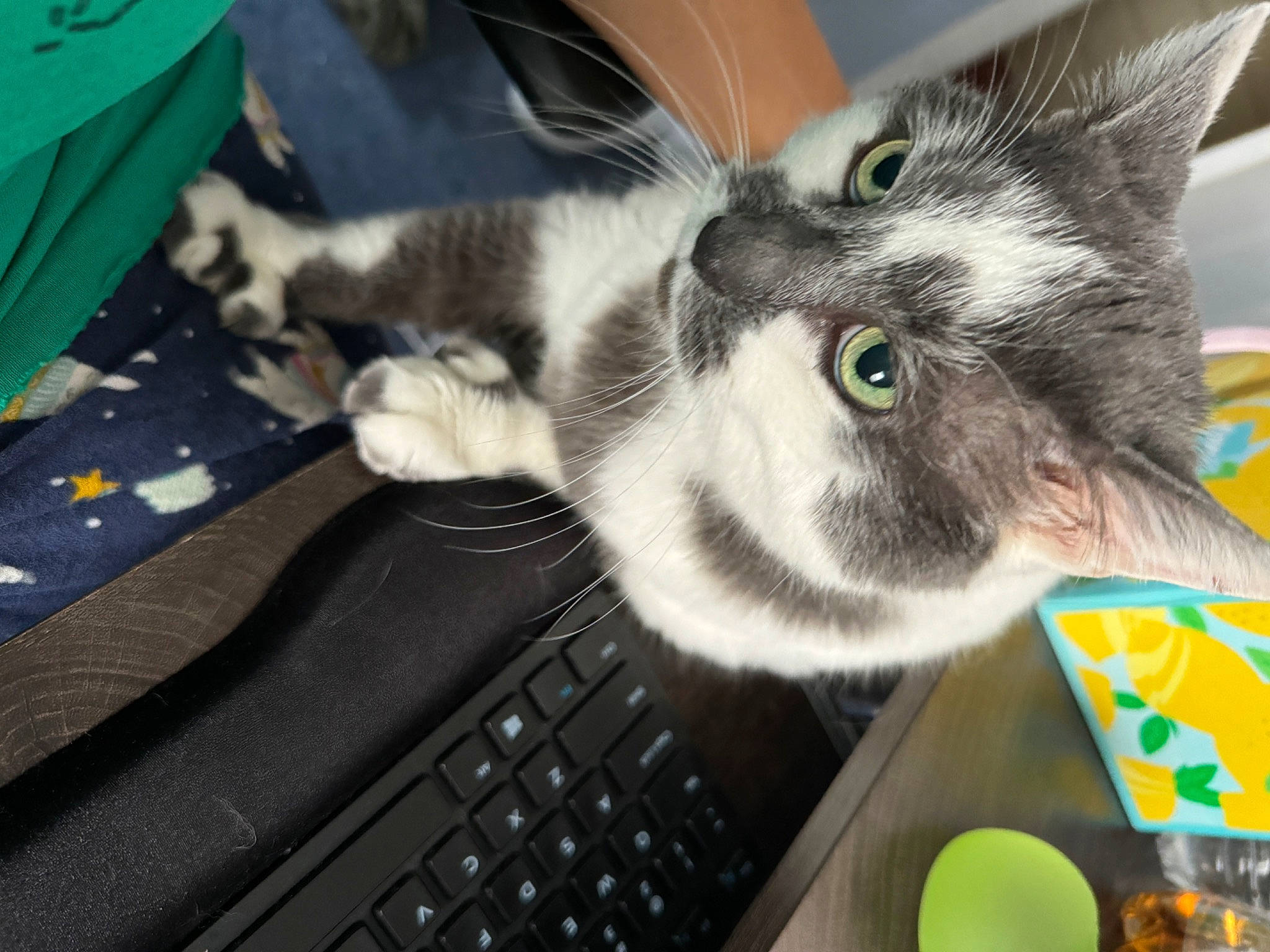 Ziggy is registered to the contest to win money with this photo: carnivore, cat, computer, computer_hardware, computer_keyboard, domestic_short_haired_cat, felidae, fur, input_device, laptop, mouse, netbook, paw, peripheral, personal_computer, small_to_medium_sized_cats, snout, space_bar, touchpad, whiskers