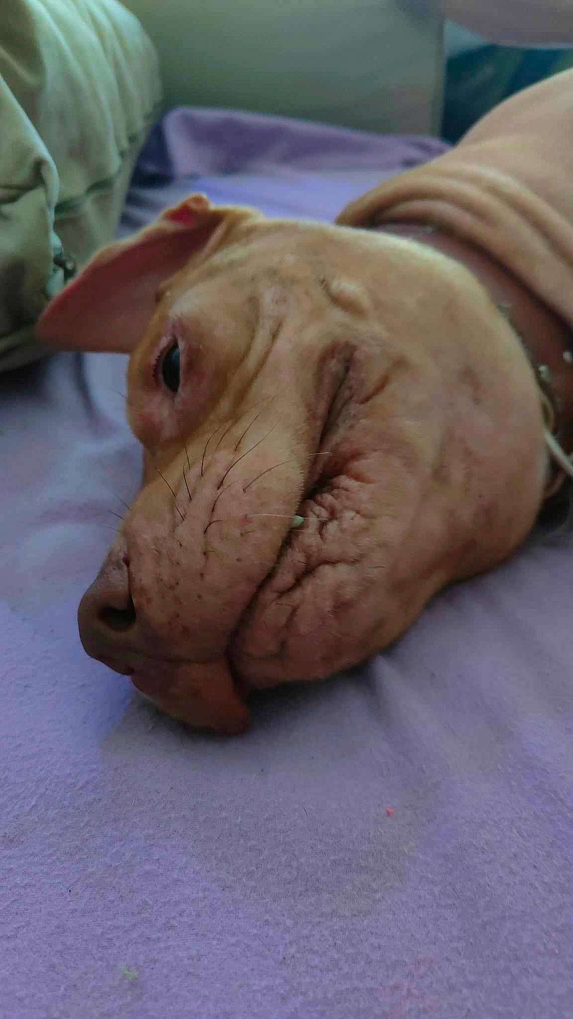 Charo participe au concours pour gagner de l'argent avec cette photo : art, artifact, canidae, carving, clay, companion_dog, dog_breed, domestic_pig, fawn, gesture, jaw, sculpture, snout, sporting_group, suidae, terrestrial_animal, toy, wood, working_animal, wrinkle