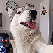 Freyja participe au concours pour gagner de l'argent avec cette photo : dog, husky, tongue_out, close_up, pet, indoor, happy, fur, canine, animal, portrait, face, ears, nose, whiskers, domestic, cute, smile, household, clock