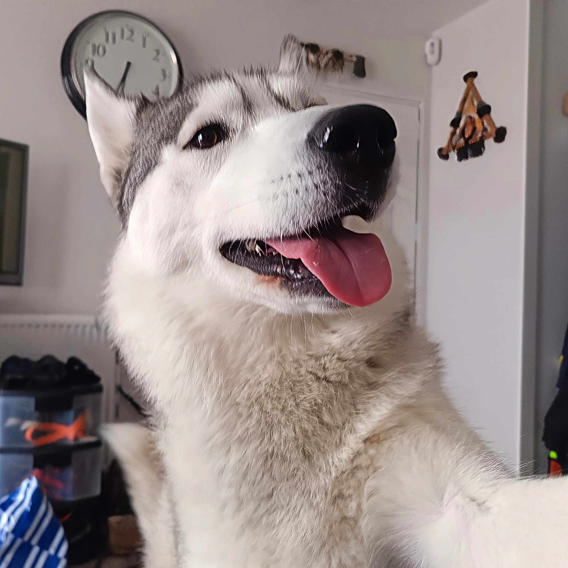 Freyja participe au concours pour gagner de l'argent avec cette photo : dog, husky, tongue_out, close_up, pet, indoor, happy, fur, canine, animal, portrait, face, ears, nose, whiskers, domestic, cute, smile, household, clock