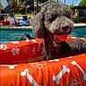 Coco Chanel is registered to the contest to win money with this photo: dog, pool, float, ball, outdoor, summer, pet, water, toy, animal, sunny, greenery, tropical, leisure, relaxing, swimming_pool, canine, playful, daytime, vacation