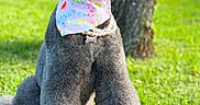 Coco Chanel joined the competition — help win amazing prizes! dog, poodle, gray_fur, sitting, grass, outdoor, bandana, necklace, tongue_out, happy, pet, animal, cute, fluffy, sunlight, tree, nature, portrait, well_groomed, summer