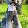 dog, poodle, gray_fur, sitting, grass, outdoor, bandana, necklace, tongue_out, happy, pet, animal, cute, fluffy, sunlight, tree, nature, portrait, well_groomed, summer