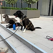Coco Chanel is registered to the contest to win money with this photo: dog, leash, harness, steps, pavement, water_bottle, outdoor, urban, greenery, plant, reflection, sidewalk, resting, black_dog, gray_dog, small_dog, medium_dog, daytime, shoes, relaxing
