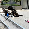 dog, leash, harness, steps, pavement, water_bottle, outdoor, urban, greenery, plant, reflection, sidewalk, resting, black_dog, gray_dog, small_dog, medium_dog, daytime, shoes, relaxing