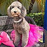 Coco Chanel joined the competition — help win amazing prizes! dog, poodle, pink_tutu, necklace, wicker_bench, outdoor, greenery, palm_trees, sunlight, cute, pet, fluffy, portrait, animal, garden, decorative, summer, fashion, playful, pet_accessory