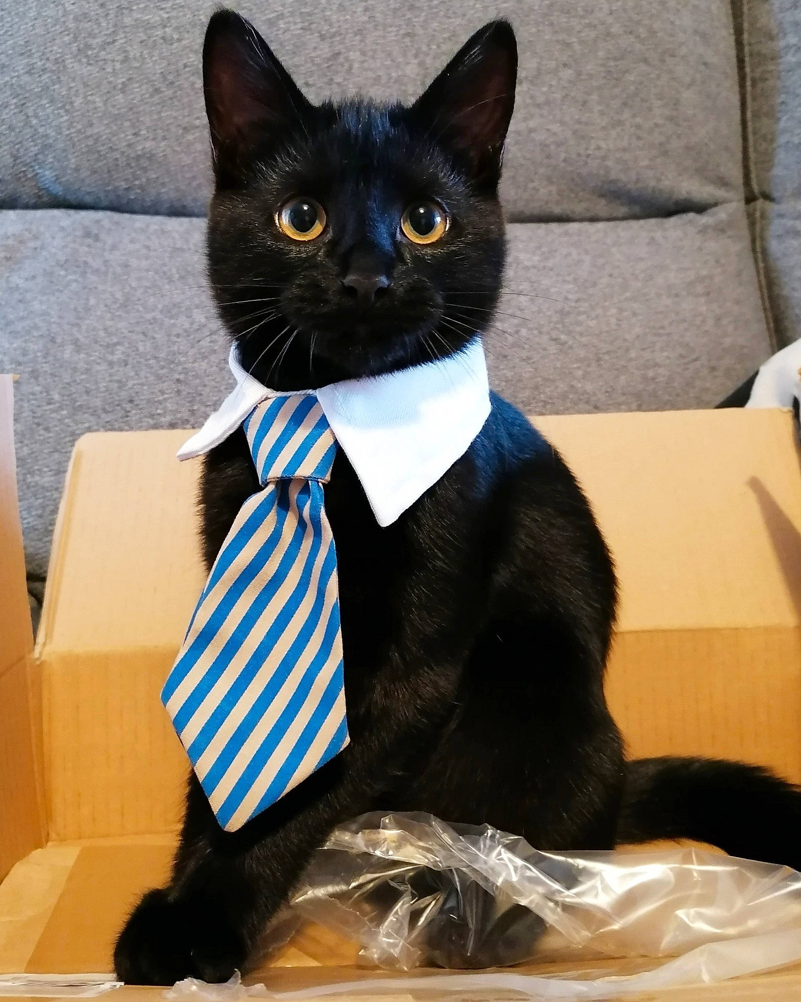 Floki is registered to the contest to win money with this photo: blue, bow_tie, box, cardboard, carnivore, carton, cat, couch, felidae, fur, packaging_and_labeling, pet_supply, shipping_box, siamese, small_to_medium_sized_cats, snout, terrestrial_animal, thai, vertebrate, whiskers