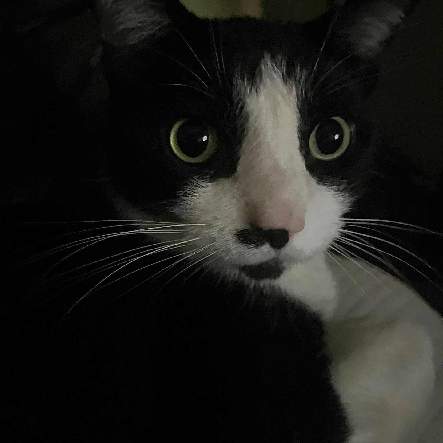 Zen is registered to the contest to win money with this photo: abyssinian, animal, blackcat, cat, kitten, manx, pet, snout