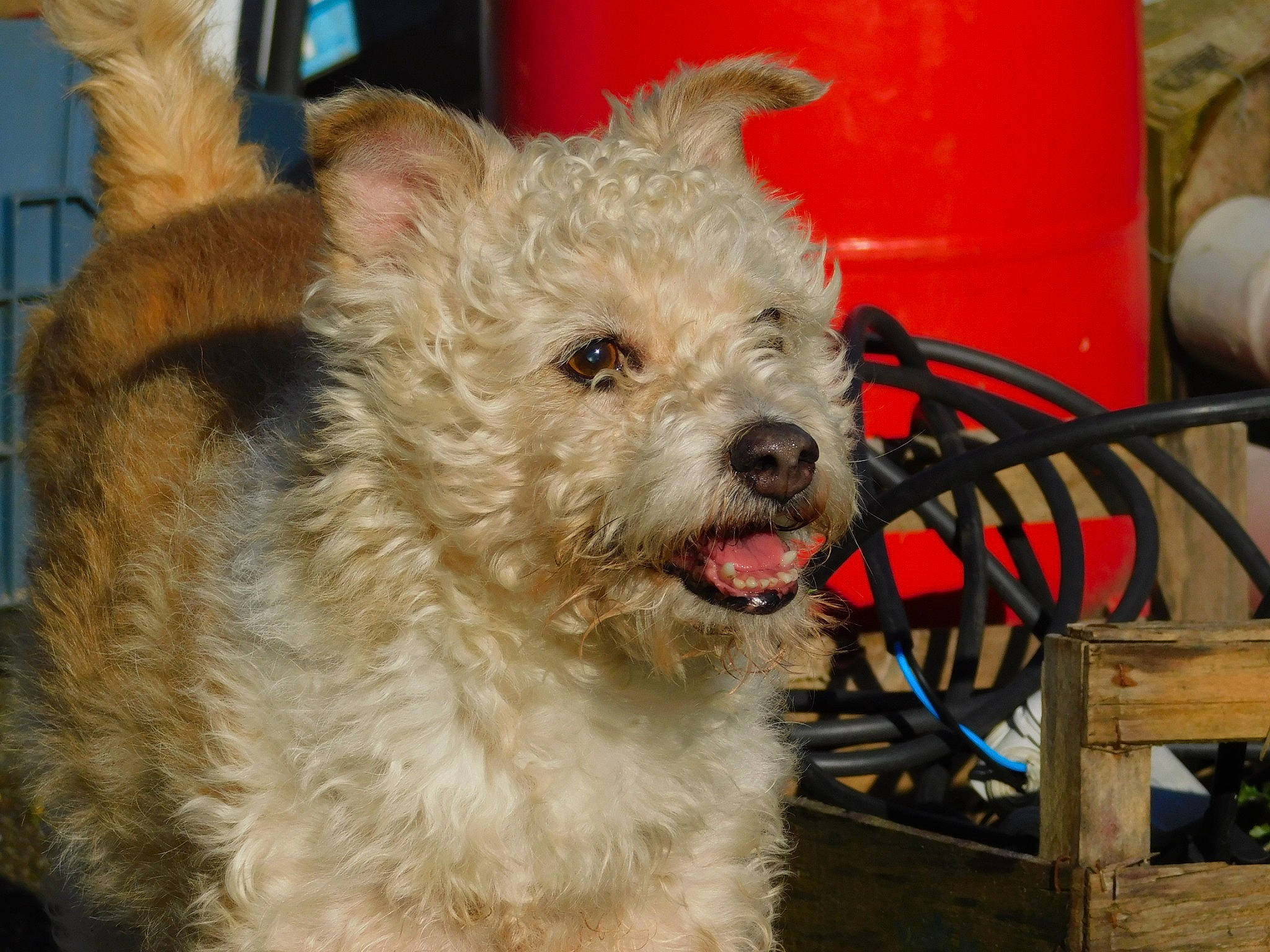 Tchiotchiot participe au concours pour gagner de l'argent avec cette photo : canidae, carnivore, collar, companion_dog, dog, dog_breed, dog_collar, dog_supply, fawn, fur, labradoodle, maltepoo, shih_poo, small_terrier, snout, sporting_group, terrier, toy_dog, working_animal, yorkipoo