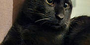Loulou a rejoint le concours — aidez-le/la à gagner de superbes lots ! alert, animal, black_cat, cat, close_up, cute, domestic_animal, eyes, feline, fur, indoor, mammal, pet, portrait, relaxing, resting, sleepy, soft_light, whiskers