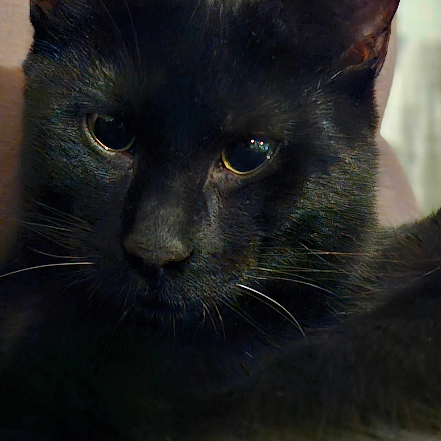 Loulou participe au concours pour gagner de l'argent avec cette photo : animal, black_cat, cat, close_up, cozy, cute, domestic_animal, eyes, face, feline, fur, fur_texture, indoor, pet, portrait, relaxed, resting, shadow, soft_light, whiskers