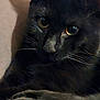 Loulou a rejoint le concours — aidez-le/la à gagner de superbes lots ! animal, black_cat, close_up, closeup, cozy, cute, domestic_cat, eyes, feline, fur, indoor, mammal, pet, portrait, relaxed, resting, sleepy, soft_light, whiskers