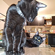 Chouchou a rejoint le concours — aidez-le/la à gagner de superbes lots ! animal, appliances, black_cat, cabinet, cat, collar, countertop, curious, domestic, floor, furniture, glass_table, home, indoor, kitchen, pets, playful, relaxing, two_cats, whiskers