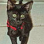Chouchou a rejoint le concours — aidez-le/la à gagner de superbes lots ! kitten, black_cat, red_collar, pet, animal, indoor, tile_floor, curious, wide_eyes, young_cat, feline, domestic_cat, close_up, sitting, floor, collar, fur, whiskers, ears, eyes