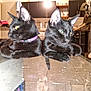 black_cat, cat, pets, indoor, table, glass_table, collar, feline, domestic_cat, animal, two_cats, kitchen, household, relaxed, fur, whiskers, ears, eyes, reflection, curious