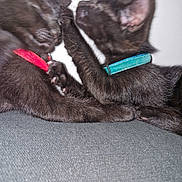 Chouchou a rejoint le concours — aidez-le/la à gagner de superbes lots ! black_cat, kitten, collar, red_collar, blue_collar, paw, playful, pet, animal, feline, indoor, close_up, two_animals, cute, soft_fur, whiskers, ears, resting, touching, interaction