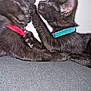 black_cat, kitten, collar, red_collar, blue_collar, paw, playful, pet, animal, feline, indoor, close_up, two_animals, cute, soft_fur, whiskers, ears, resting, touching, interaction