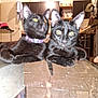 cat, black_cat, pet, indoor, table, glass_table, blurred, focused, collar, yellow_eyes, domestic_animal, feline, animal, two_animals, living_room, furniture, household, cute, companions, relaxing