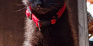 Chouchou participe au concours pour gagner de l'argent avec cette photo : kitten, cat, black_cat, pet, animal, feline, collar, red_collar, indoor, sunlight, shadow, curious, sitting, fur, whiskers, ears, floor, closeup, young, cute