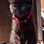 kitten, cat, black_cat, pet, animal, feline, collar, red_collar, indoor, sunlight, shadow, curious, sitting, fur, whiskers, ears, floor, closeup, young, cute