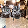 cat, black_cat, pets, indoor, glass_table, kitchen, furniture, animal, domestic, cute, resting, pair, reflection, eyes, ears, floor, cabinet, home, relaxed, mammal