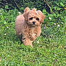 Vanille a rejoint le concours — aidez-le/la à gagner de superbes lots ! adorable, animal, bushes, canine, cute, dog, flowers, fluffy, fur, grass, greenery, meadow, nature, outdoor, pet, plants, puppy, small_dog, spring, walking