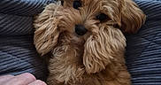 Vanille a rejoint le concours — aidez-le/la à gagner de superbes lots ! animal, blanket, brown, companion, cozy, cute, dog, domestic_animal, fluffy, friendly, fur, hand, indoor, looking_up, lying_down, paw, pet, puppy, small_dog, texture