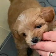 Vanille a rejoint le concours — aidez-le/la à gagner de superbes lots ! puppy, dog, pet, cute, small_dog, brown_fur, playful, hand, person, indoor, floor, feeding_bowl, curious, animal, domestic, young_dog, furry, close_up, tiny, adorable