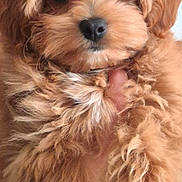 Vanille participe au concours pour gagner de l'argent avec cette photo : adorable, animal, brown_fur, close_up, companion, cute, dog, domestic_animal, fluffy, friendly, furry, hair_clip, hands, indoor, looking_at_camera, pet, portrait, puppy, small_dog, young_dog