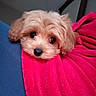 Vanille participe au concours pour gagner de l'argent avec cette photo : adorable, animal, blanket, close_up, cozy, curious_eyes, cute, dog, fluffy, furry, indoor, looking, lying_down, pet, pink_blanket, puppy, resting, soft_texture, warm, young_dog