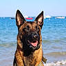 Riley participe au concours pour gagner de l'argent avec cette photo : animal, beach, belgian_malinois, boats, canine, dog, ears_up, happy, harness, nature, ocean, outdoor, pet, portrait, sea, summer, sunny, tongue_out, water, waves