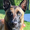 alert, animal, background_blur, belgian_malinois, canine, close_up, companion, daylight, dog, ears, face, fur, greenery, muzzle, nature, outdoor, pet, portrait, sunlight, watchful