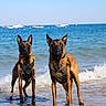 Riley participe au concours pour gagner de l'argent avec cette photo : alert, animal, beach, belgian_malinois, canine, dog, harness, nature, ocean, outdoor, pet, sailboat, sea, shore, sky, standing, summer, two_dogs, water, waves