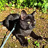 Titouni a rejoint le concours — aidez-le/la à gagner de superbes lots ! alert, animal, black_cat, cat, closeup, curious, daylight, fur, greenery, ground, leash, moss, nature, outdoor, pets, relaxing, small_plant, sunlight, whiskers, yellow_eyes